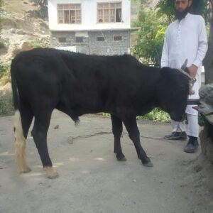 WhatsApp-Image-2024-05-23-at-4.14.10-AM